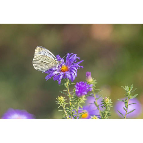 Cabbage white on Frikarts Aster White Modern Wood Framed Art Print by Day, Richard and Susan
