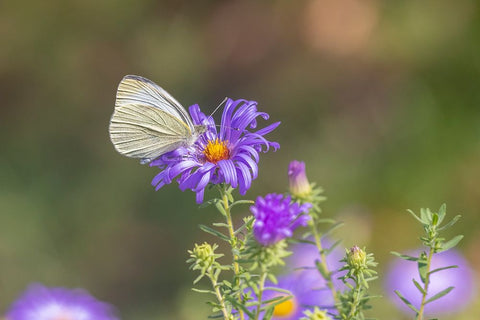 Cabbage white on Frikarts Aster White Modern Wood Framed Art Print with Double Matting by Day, Richard and Susan