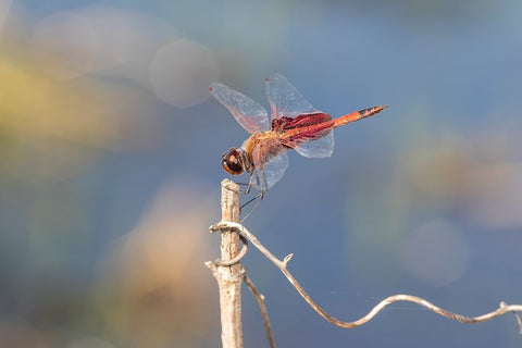 Carolina Saddlebags male White Modern Wood Framed Art Print with Double Matting by Day, Richard and Susan