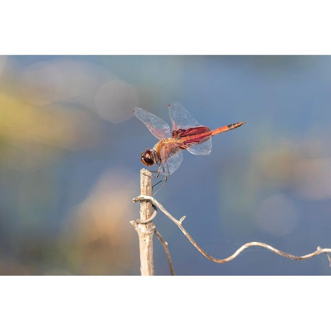 Carolina Saddlebags male Black Modern Wood Framed Art Print by Day, Richard and Susan