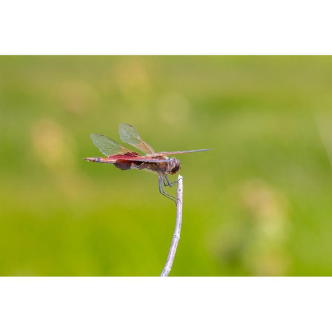 Carolina Saddlebags male White Modern Wood Framed Art Print by Day, Richard and Susan
