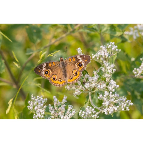 Common Buckeye on Common Boneset White Modern Wood Framed Art Print by Day, Richard and Susan