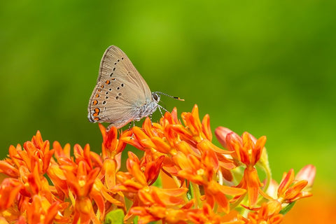 Coral Hairstreak on butterfly milkweed White Modern Wood Framed Art Print with Double Matting by Day, Richard and Susan