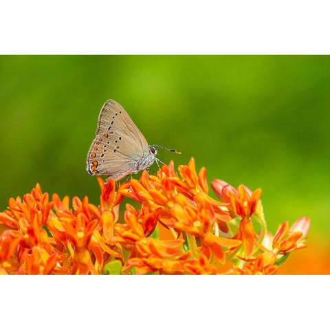 Coral Hairstreak on butterfly milkweed Gold Ornate Wood Framed Art Print with Double Matting by Day, Richard and Susan