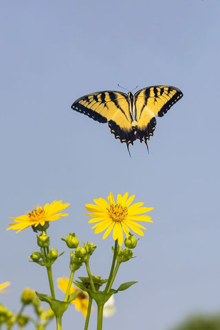 Eastern Tiger swallowtail flying from Cup plant White Modern Wood Framed Art Print with Double Matting by Day, Richard and Susan