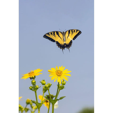 Eastern Tiger swallowtail flying from Cup plant Black Modern Wood Framed Art Print by Day, Richard and Susan