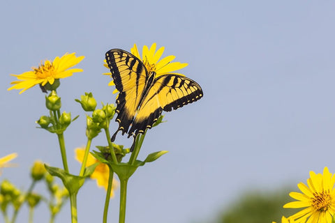 Eastern Tiger swallowtail on Cup plant Black Ornate Wood Framed Art Print with Double Matting by Day, Richard and Susan