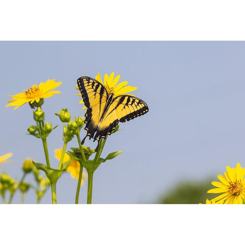 Eastern Tiger swallowtail on Cup plant Black Modern Wood Framed Art Print by Day, Richard and Susan