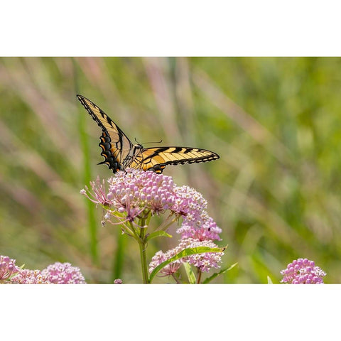 Eastern Tiger swallowtail on swamp milkweed Gold Ornate Wood Framed Art Print with Double Matting by Day, Richard and Susan