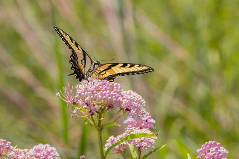 Eastern Tiger swallowtail on swamp milkweed Black Ornate Wood Framed Art Print with Double Matting by Day, Richard and Susan