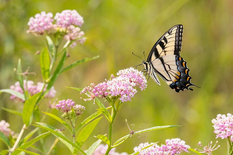Eastern Tiger swallowtail on swamp milkweed White Modern Wood Framed Art Print with Double Matting by Day, Richard and Susan