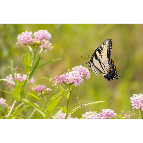 Eastern Tiger swallowtail on swamp milkweed Black Modern Wood Framed Art Print by Day, Richard and Susan