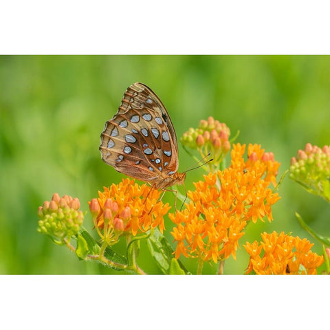 Great Spangled Fritillary on butterfly milkweed Black Modern Wood Framed Art Print with Double Matting by Day, Richard and Susan