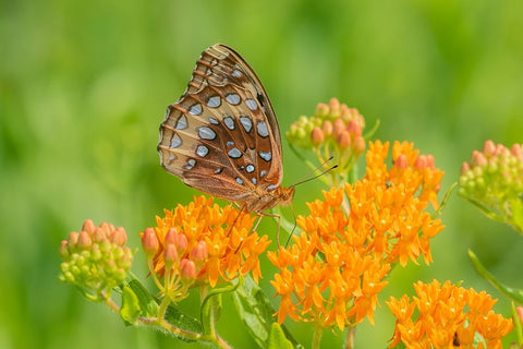 Great Spangled Fritillary on butterfly milkweed Black Ornate Wood Framed Art Print with Double Matting by Day, Richard and Susan