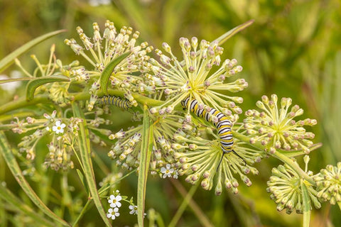 Monarch caterpillar on Green Milkweed Black Ornate Wood Framed Art Print with Double Matting by Day, Richard and Susan
