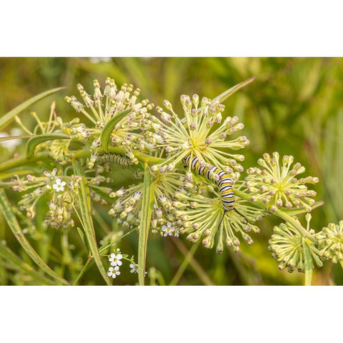 Monarch caterpillar on Green Milkweed Black Modern Wood Framed Art Print by Day, Richard and Susan