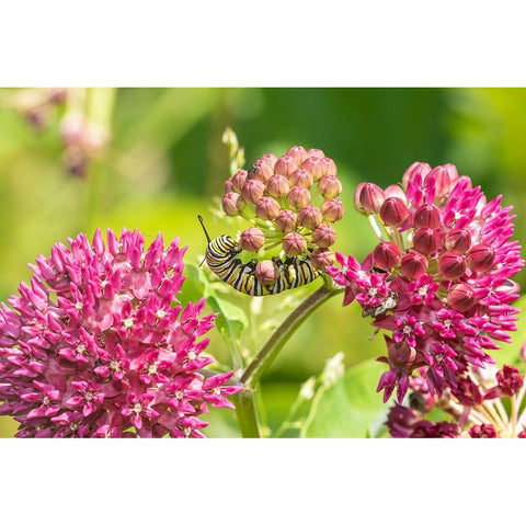 Monarch caterpillar on purple milkweed Gold Ornate Wood Framed Art Print with Double Matting by Day, Richard and Susan