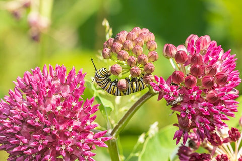 Monarch caterpillar on purple milkweed Black Ornate Wood Framed Art Print with Double Matting by Day, Richard and Susan