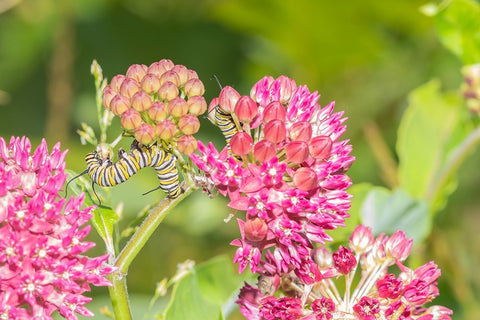 Monarch caterpillar on purple milkweed White Modern Wood Framed Art Print with Double Matting by Day, Richard and Susan