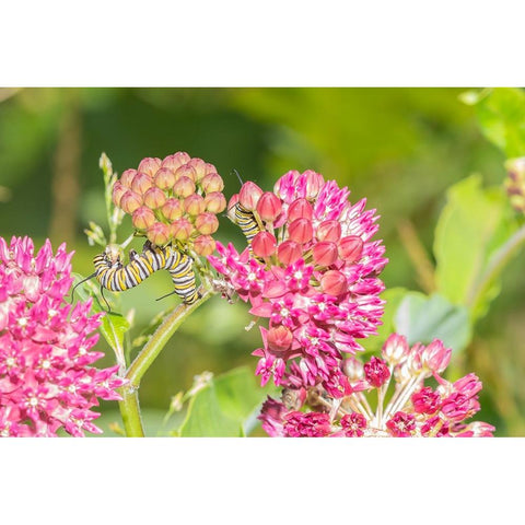 Monarch caterpillar on purple milkweed Gold Ornate Wood Framed Art Print with Double Matting by Day, Richard and Susan