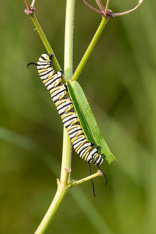 Monarch caterpillar on swamp milkweed White Modern Wood Framed Art Print with Double Matting by Day, Richard and Susan