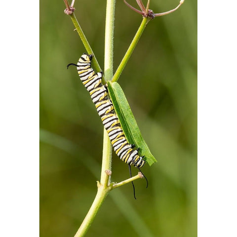 Monarch caterpillar on swamp milkweed Black Modern Wood Framed Art Print by Day, Richard and Susan