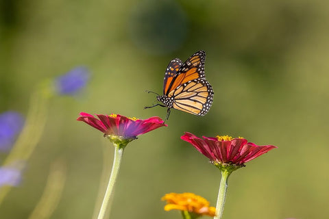 Monarch flying White Modern Wood Framed Art Print with Double Matting by Day, Richard and Susan