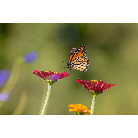 Monarch flying Black Modern Wood Framed Art Print by Day, Richard and Susan