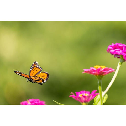 Monarch flying White Modern Wood Framed Art Print by Day, Richard and Susan