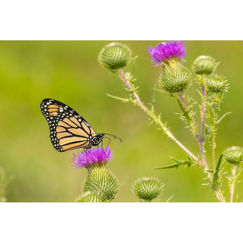 Monarch on Bull thistle Gold Ornate Wood Framed Art Print with Double Matting by Day, Richard and Susan