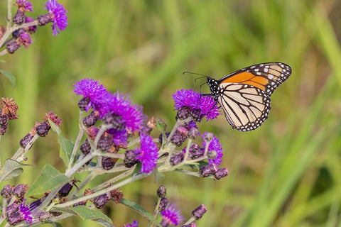 Monarch on Missouri Ironweed Black Ornate Wood Framed Art Print with Double Matting by Day, Richard and Susan