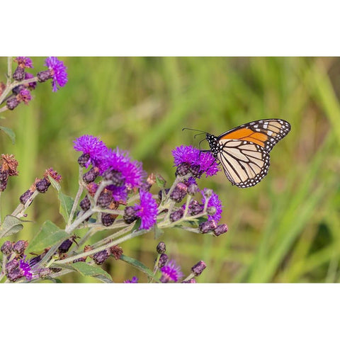 Monarch on Missouri Ironweed Black Modern Wood Framed Art Print by Day, Richard and Susan