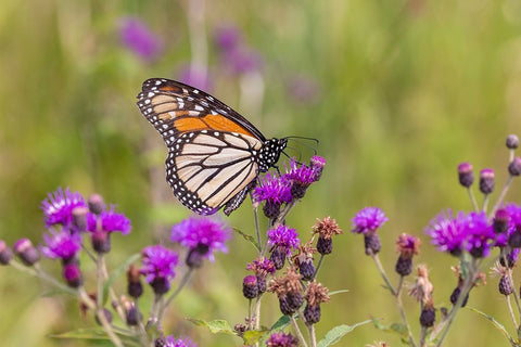 Monarch on Missouri Ironweed White Modern Wood Framed Art Print with Double Matting by Day, Richard and Susan