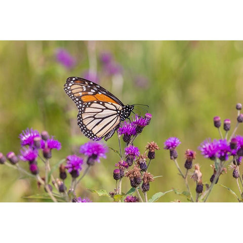 Monarch on Missouri Ironweed White Modern Wood Framed Art Print by Day, Richard and Susan