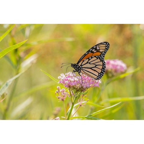 Monarch on swamp milkweed Gold Ornate Wood Framed Art Print with Double Matting by Day, Richard and Susan