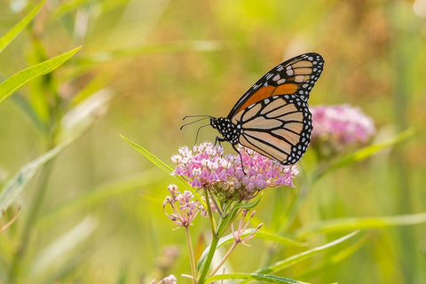 Monarch on swamp milkweed White Modern Wood Framed Art Print with Double Matting by Day, Richard and Susan