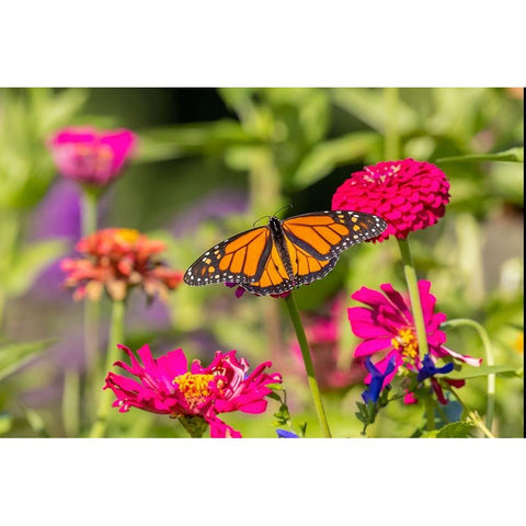 Monarch on zinnia Gold Ornate Wood Framed Art Print with Double Matting by Day, Richard and Susan