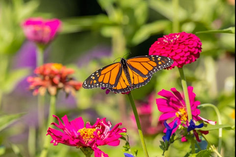 Monarch on zinnia Black Ornate Wood Framed Art Print with Double Matting by Day, Richard and Susan