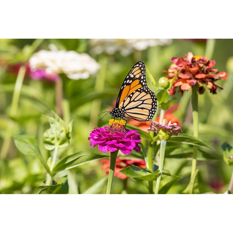 Monarch on zinnia Black Modern Wood Framed Art Print by Day, Richard and Susan
