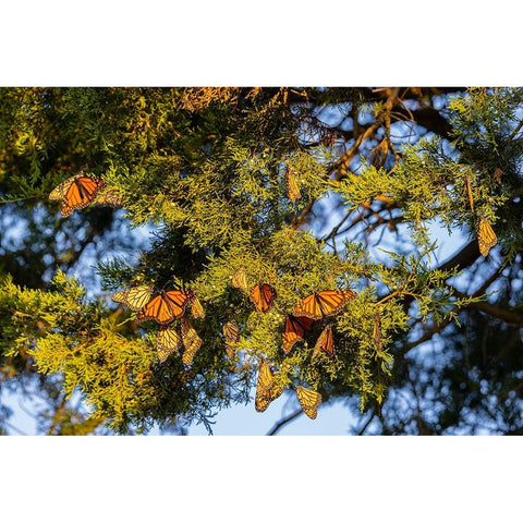 Monarchs gathering to roost in Cedar tree during migration south White Modern Wood Framed Art Print by Day, Richard and Susan