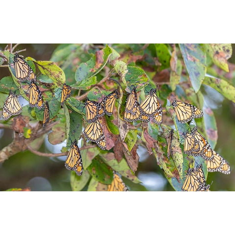 Monarchs gathering to roost in tree during migration south Black Modern Wood Framed Art Print with Double Matting by Day, Richard and Susan