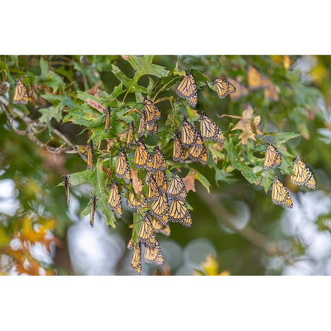 Monarchs gathering to roost in tree during migration south White Modern Wood Framed Art Print by Day, Richard and Susan