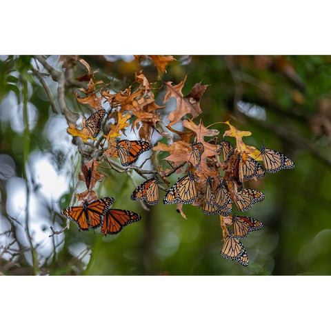 Monarchs gathering to roost in tree during migration south Black Modern Wood Framed Art Print with Double Matting by Day, Richard and Susan
