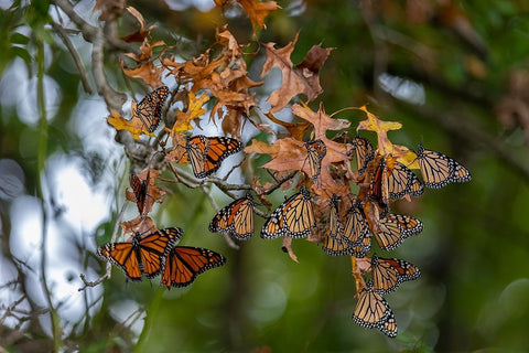 Monarchs gathering to roost in tree during migration south White Modern Wood Framed Art Print with Double Matting by Day, Richard and Susan