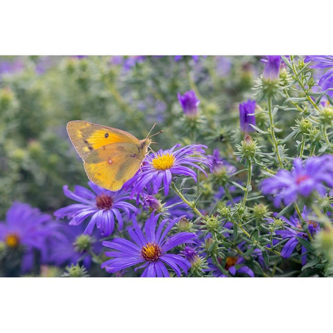 Orange Sulphur on Frikarts Aster Black Modern Wood Framed Art Print by Day, Richard and Susan