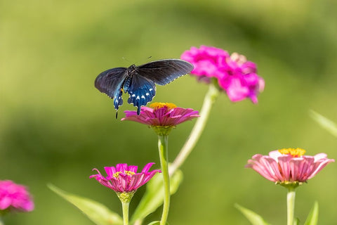 Pipevine swallowtail flying Black Ornate Wood Framed Art Print with Double Matting by Day, Richard and Susan