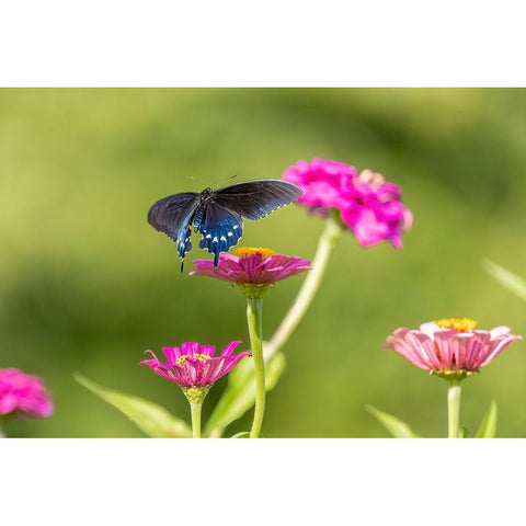 Pipevine swallowtail flying Black Modern Wood Framed Art Print by Day, Richard and Susan