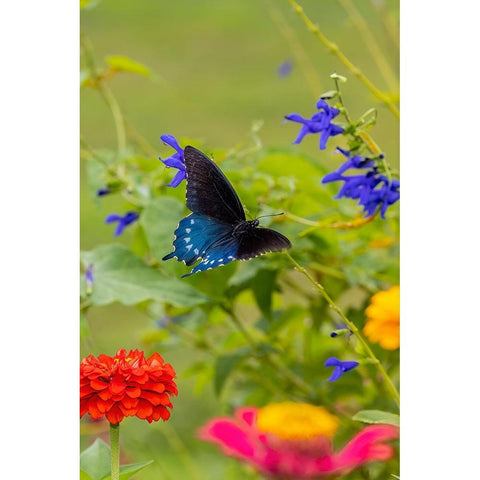 Pipevine swallowtail flying Black Modern Wood Framed Art Print by Day, Richard and Susan