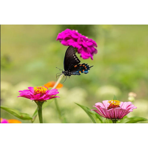 Pipevine swallowtail flying White Modern Wood Framed Art Print by Day, Richard and Susan