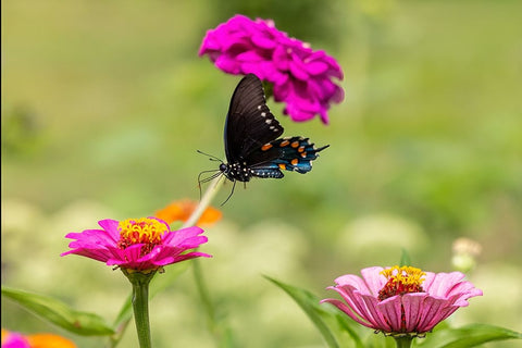 Pipevine swallowtail flying White Modern Wood Framed Art Print with Double Matting by Day, Richard and Susan